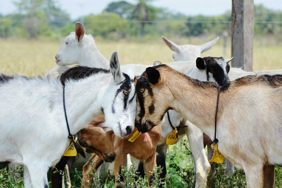Cabras comiendo forraje verde